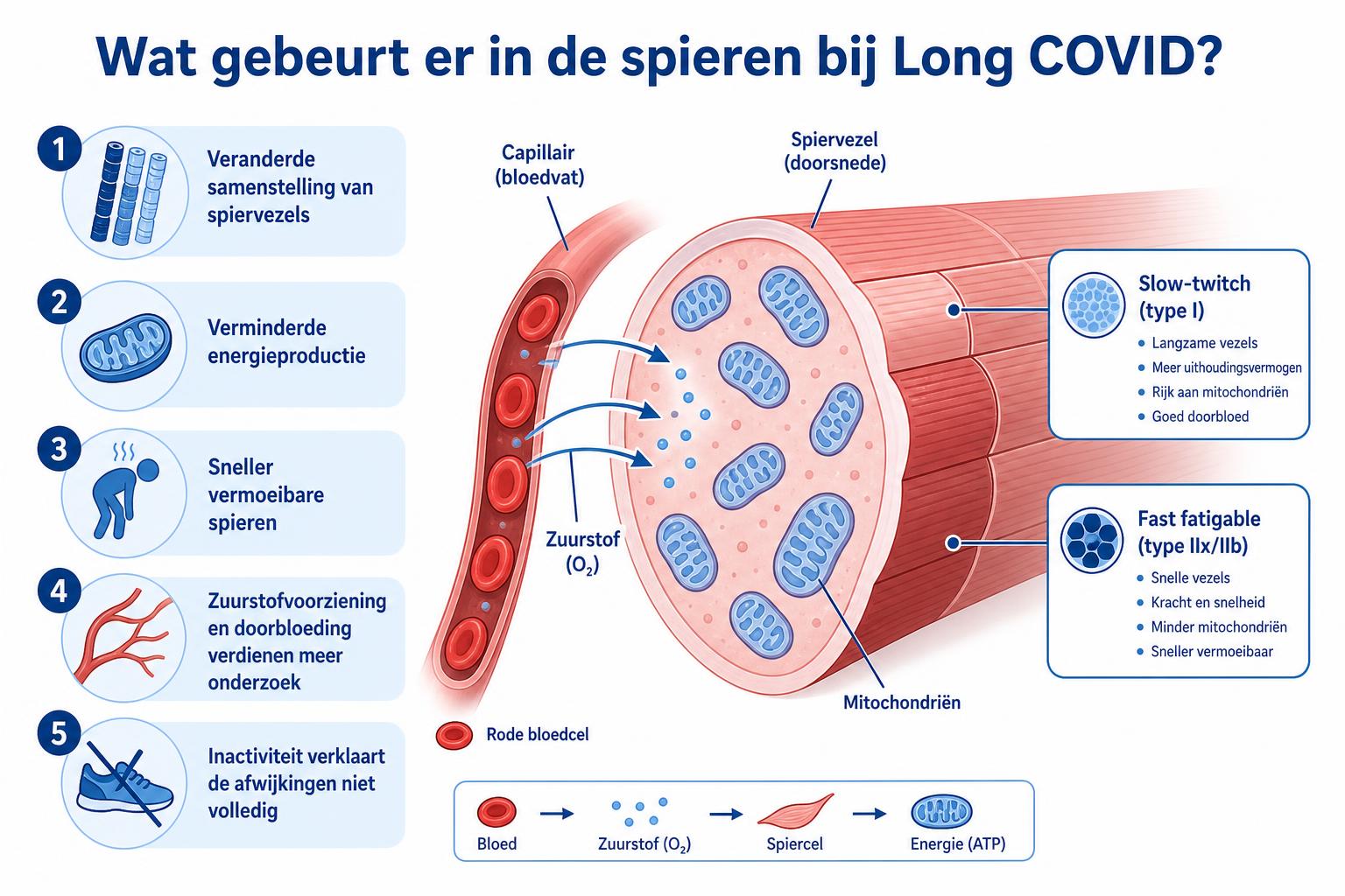 Infographic over spiervezels mitochondriën en zuurstofvoorziening bij Long COVID